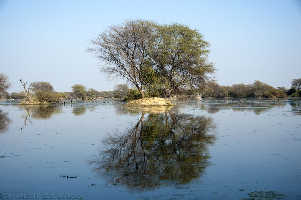 Keoladeo - Ghana National Reserve. Barathpur, Rajasthan. [© R.V. Bulck]